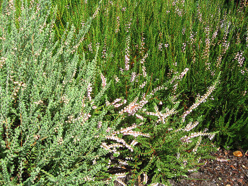 heathers in bloom