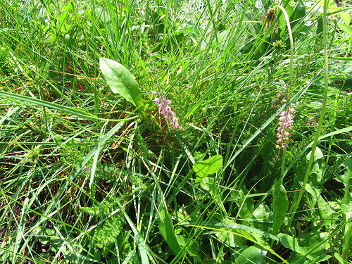 heather volunteer