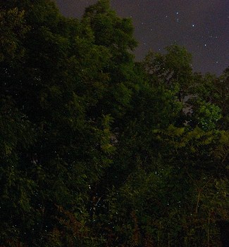 Firefly
