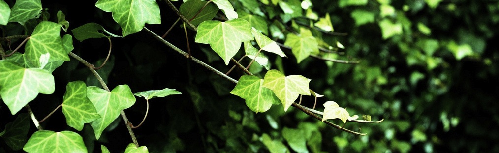 green silence
