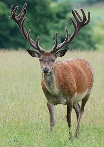 sumer is icumen in - farting stag