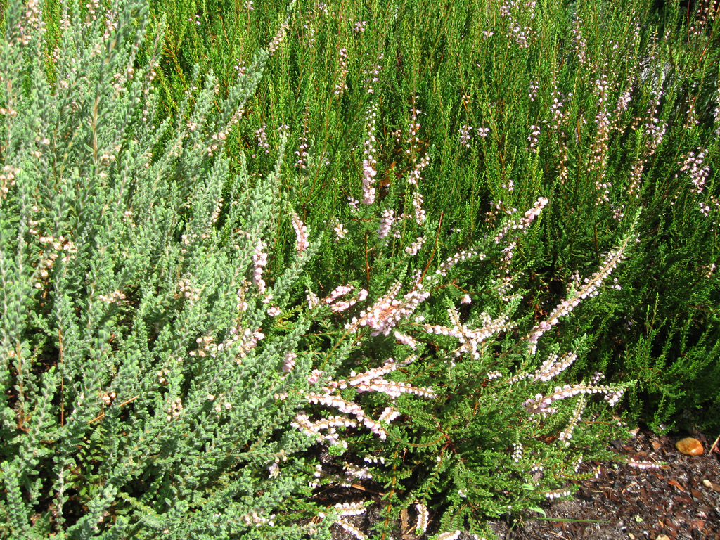 heathers in bloom