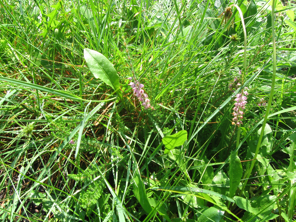 heather volunteer