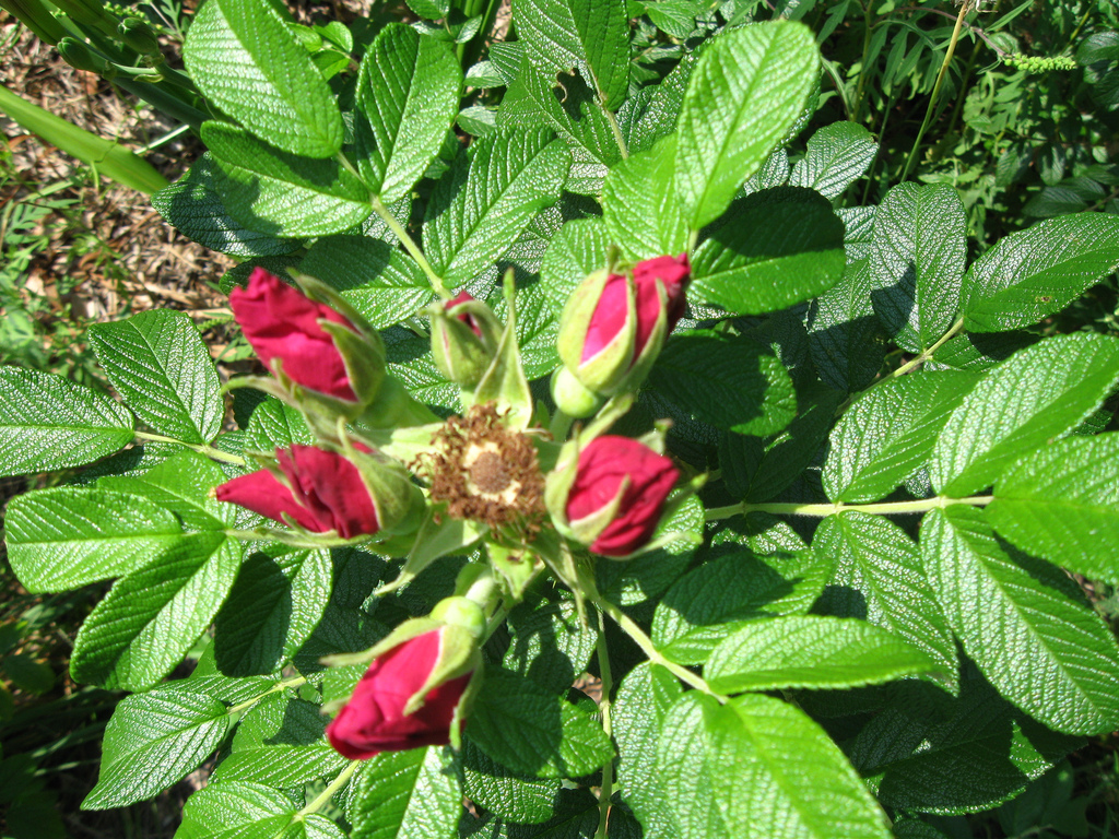 Beach Roses in Bud