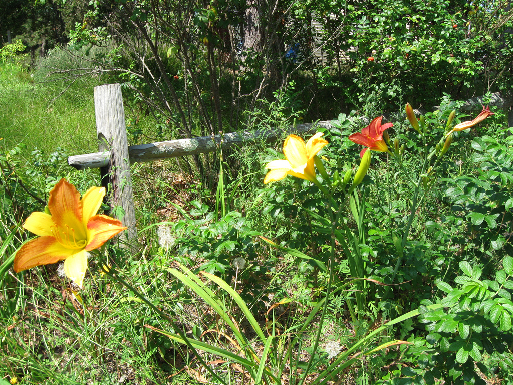 Daylillies