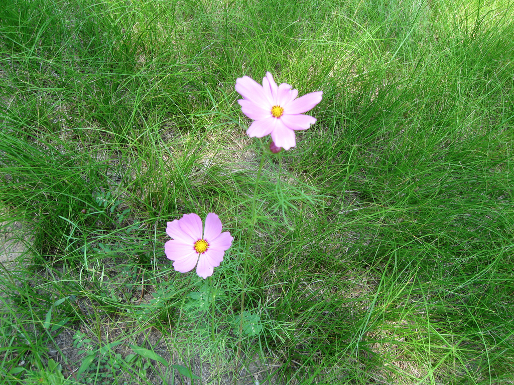 Wildflowers, white