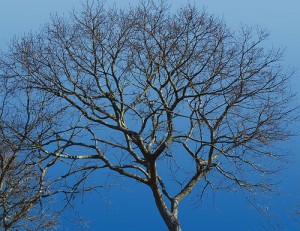 Winter Tree on Cape Cod