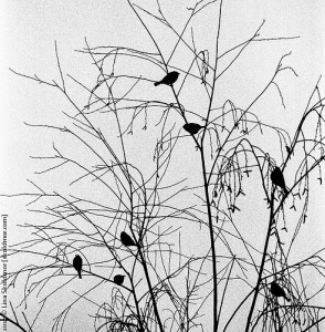 birds of winter