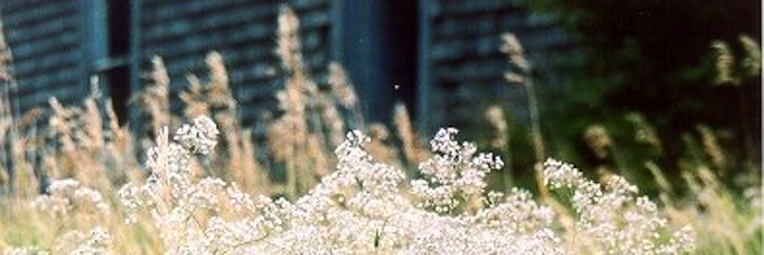 babysbreath