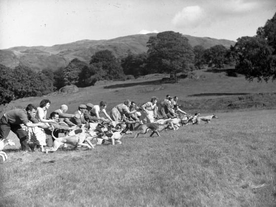 A view at the start of a hound race, showing the hounds and their owners racing off at the start.